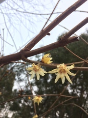 Chimonanthus praecox