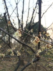 Chimonanthus praecox