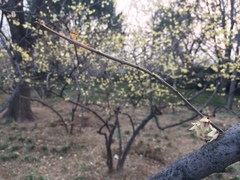 Chimonanthus praecox