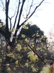 Chimonanthus praecox