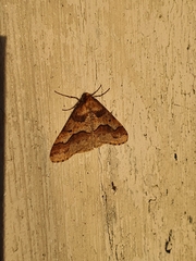 Erannis defoliaria