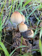 Coprinellus