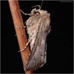 Noctuinae