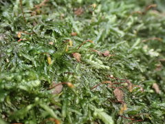 Pendulothecium punctatum