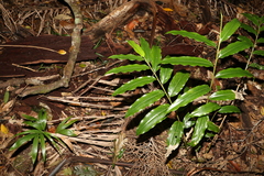 Alpinia arundelliana