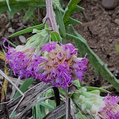 Liatris aspera