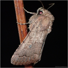 Noctuinae