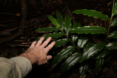 Alpinia arundelliana