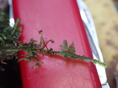 Pendulothecium punctatum