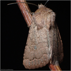 Noctuinae