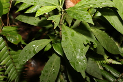 Psychotria