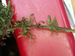 Pendulothecium punctatum