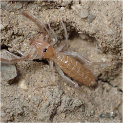 Eremobatidae