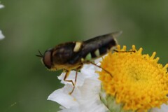 Odontomyia hunteri