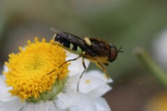 Odontomyia hunteri