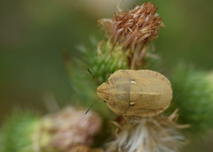 Eurygaster austriaca