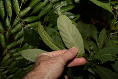 Psychotria