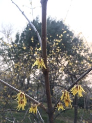 Chimonanthus praecox