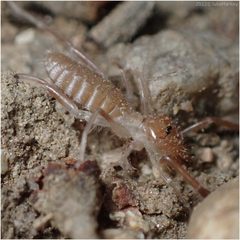 Eremobatidae