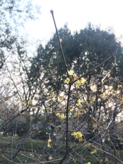 Chimonanthus praecox
