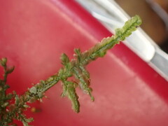 Pendulothecium punctatum