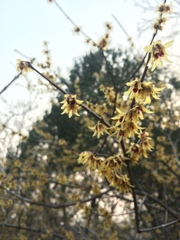 Chimonanthus praecox