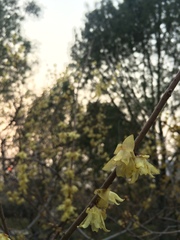 Chimonanthus praecox