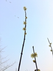 Chimonanthus praecox