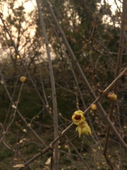 Chimonanthus praecox