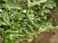 Pendulothecium punctatum