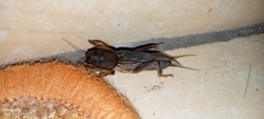 Gryllotalpa