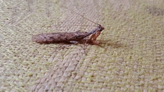Schizomantodea