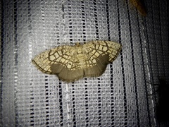 Cabera griseolimbata