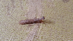 Schizomantodea