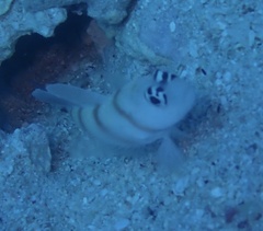 Amblyeleotris steinitzi