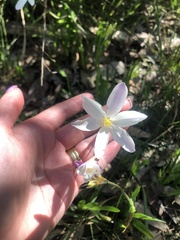 Iridaceae