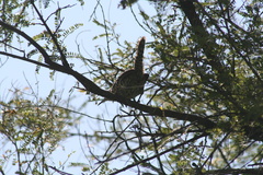 Campylorhynchus jocosus