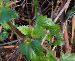 Urtica incisa