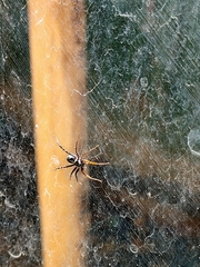 Nyssus coloripes