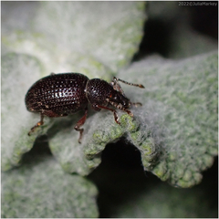 Otiorhynchus cribricollis