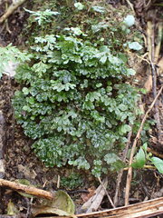 Symphyogyna hymenophyllum
