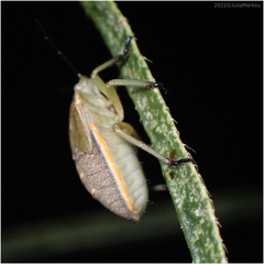 Chlorochroa