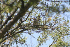 Campylorhynchus jocosus