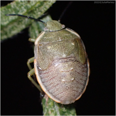 Chlorochroa