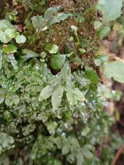 Symphyogyna hymenophyllum