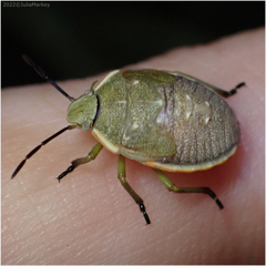 Chlorochroa