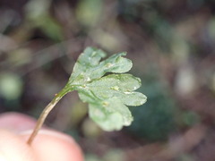 Symphyogyna hymenophyllum