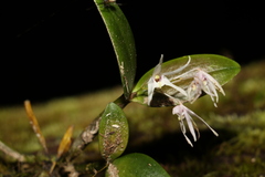 Dendrobium aemulum