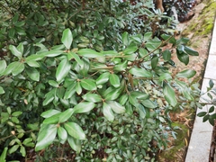 Litsea rotundifolia