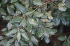 Litsea rotundifolia